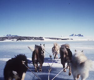 Taken from the sled, the back of six huskies is visible