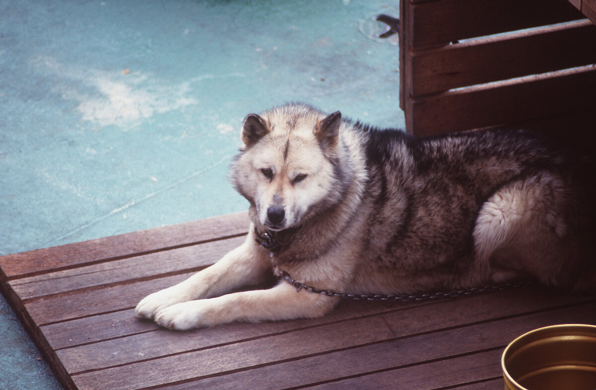 why are husky dogs banned in antarctica