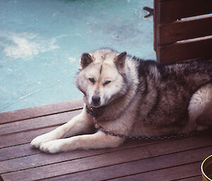 A large husky lays down in a crate on the deck of the Aurora Australis icebreaker