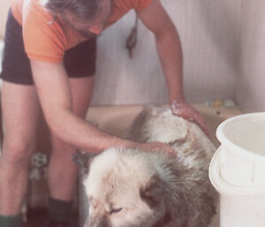 A male expeditioner bathes a husky at Davis station