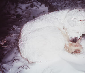 A husky completely covered by snow, appears to be sleeping