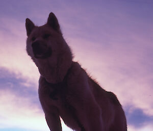A husky silhouetted by a coloured sunset in Antarctica