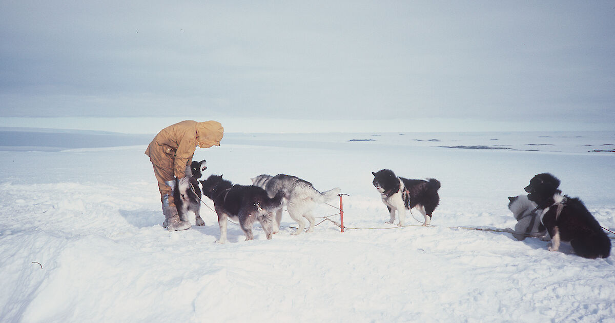 Why Are Dogs Banned From Antarctica