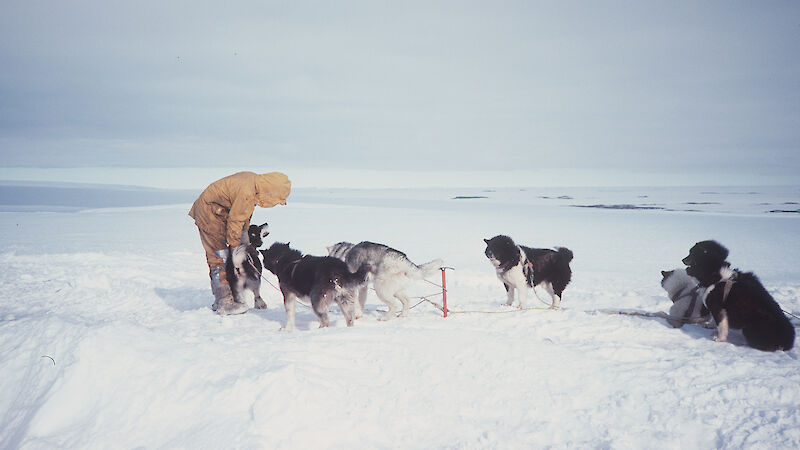 Huskies resting together in the snow while one hooded expeditioner attends to them