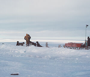 Husky team on a snowy plateau, lead a sled and are surrounded by expeditioners