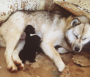 A small husky puppy nurses on the mother, who looks tired