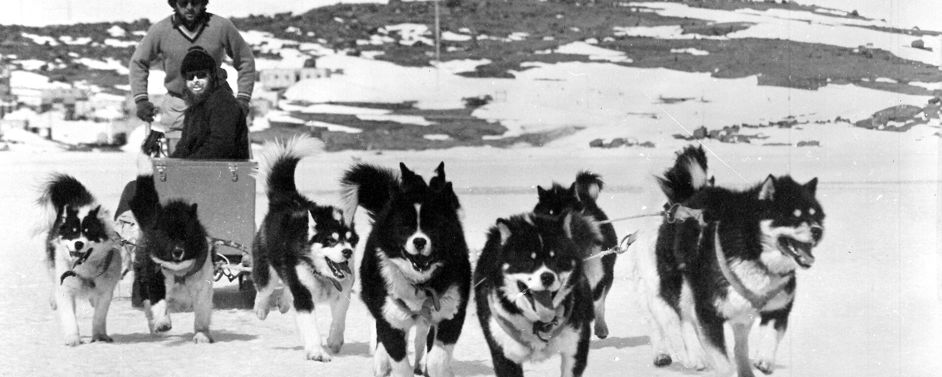 Black and white photo of expeditioner driving team of huskies towards camera.