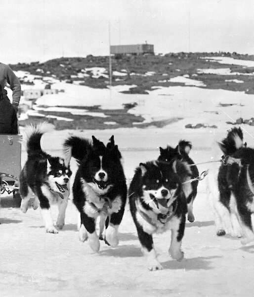 Black and white photo of expeditioner driving team of huskies towards camera.