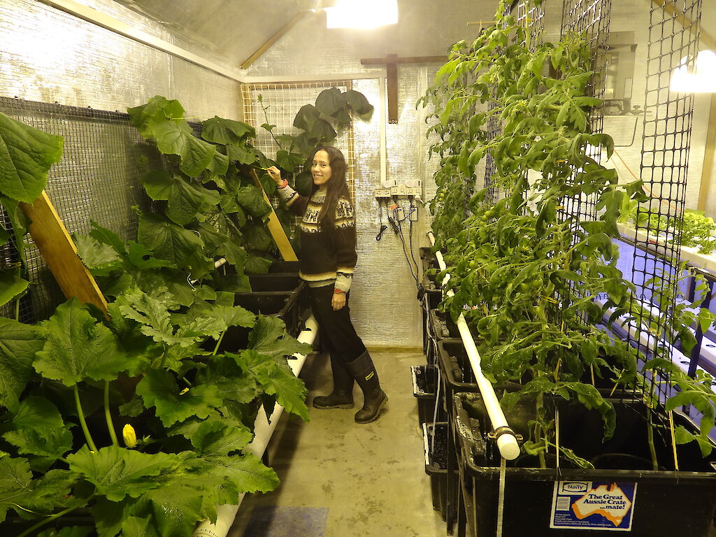 Hydroponics — Australian Antarctic Program