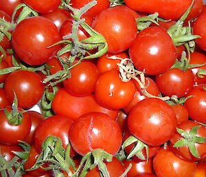 Fresh tomatoes from the hydroponics shed