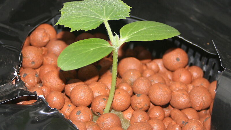 Cucumber plant in expanded clay growing medium