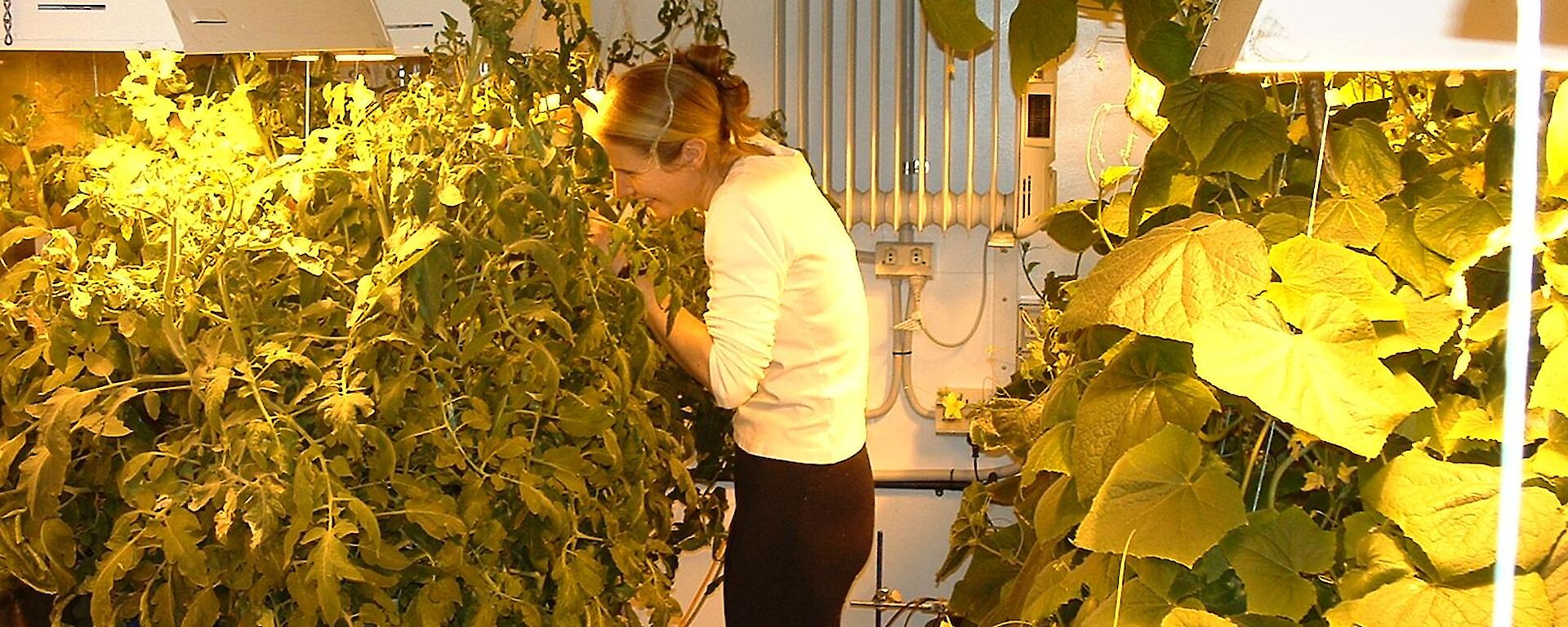 Hand pollinating the tomatoes in hydroponics