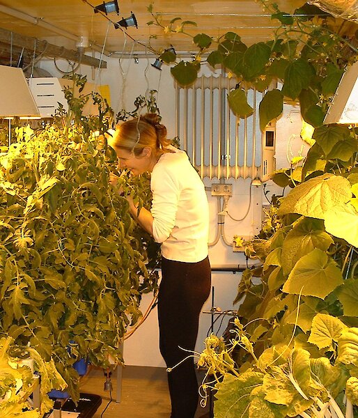 Hand pollinating the tomatoes in hydroponics