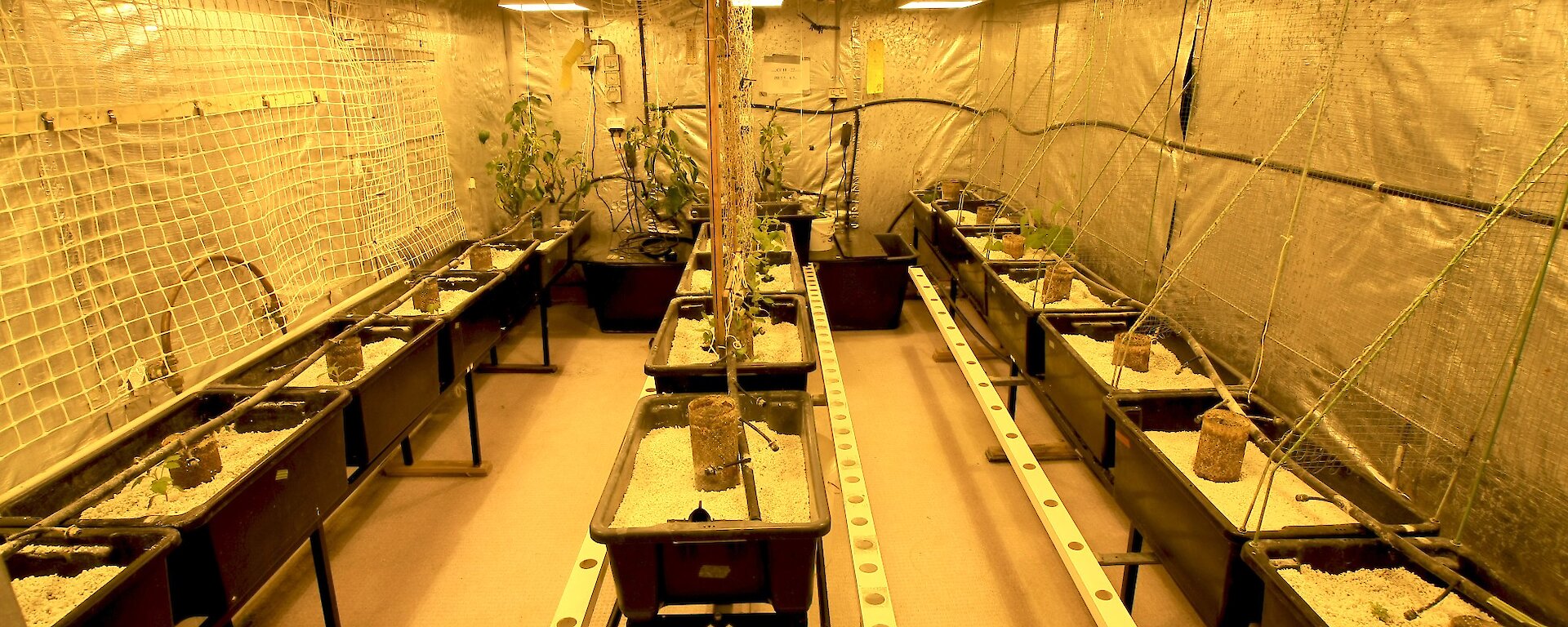 Clean hydroponics lab at Mawson