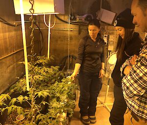 Expeditioner tending to the plants in the hydroponic shed