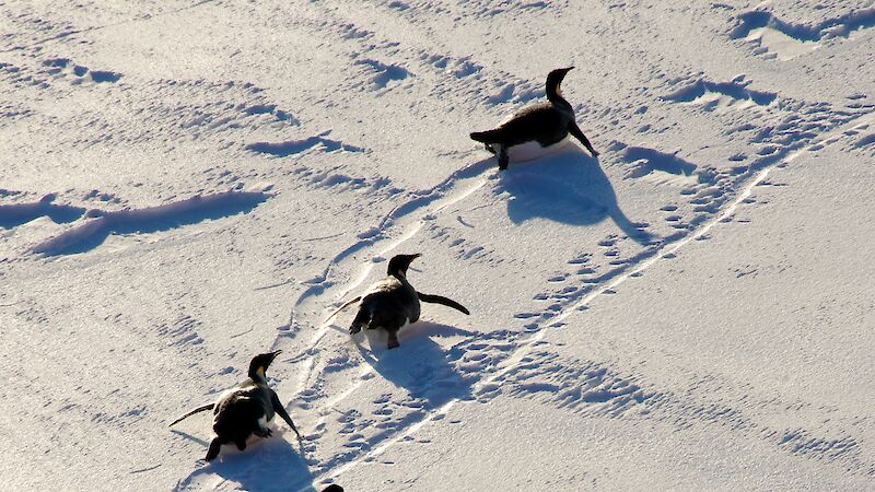 A group of 5 emperor penguins tobogganing on the ice