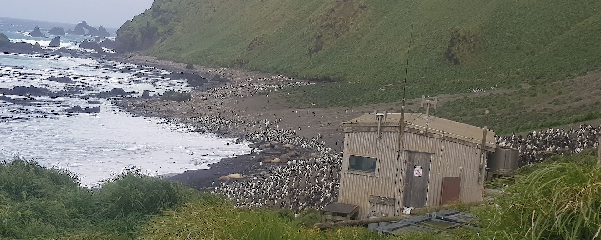 field hut and colony of penguins