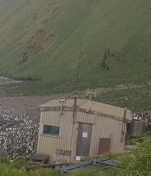 field hut and colony of penguins