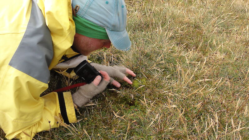 Close up of botanist closely inspecting plant in the field