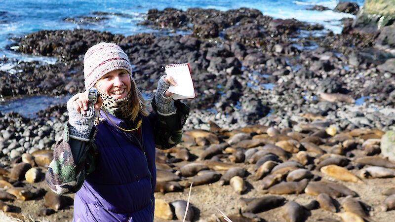 Expeditioner with counter in front of southern elephant seal colony