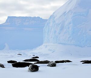 A group of Weddell seals on the ice, some looking at camera, a large ice wall in background