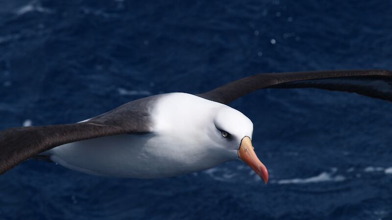Black-browed albatross flying over water