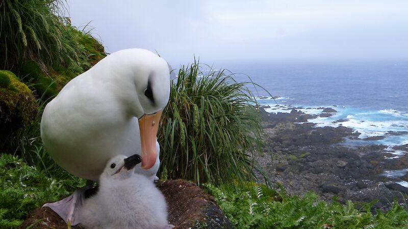 A white albatross beside a fuzzy grey chick in a nest made of mud.