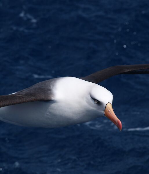 Large black and white bird flying over a blue ocean.