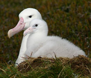A white albatross beside a fuzzy chick in a nest made of grass.