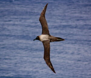 A brown and grey bird flying over the ocean.