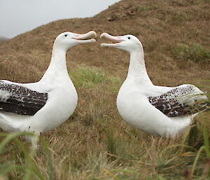 Two large white birds with speckled wings facing each other.