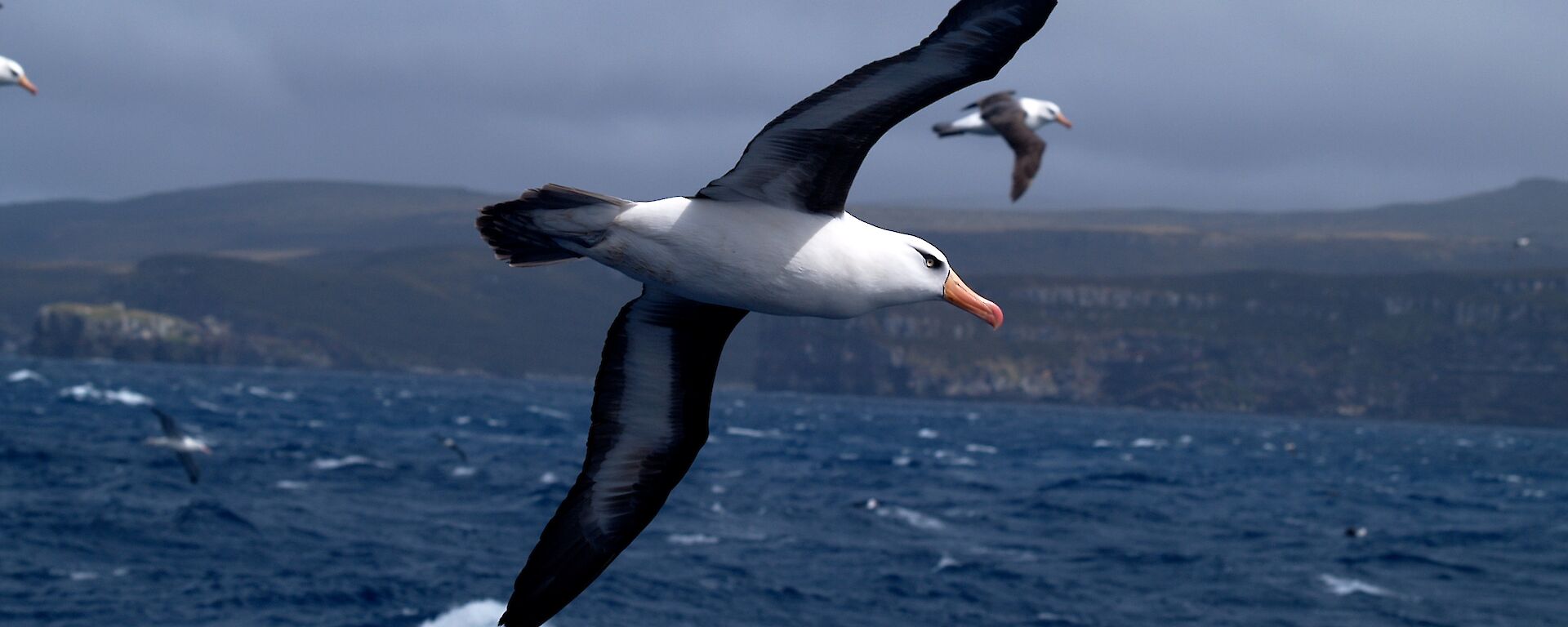 Black-browed albatross portrait