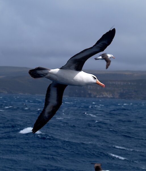 Black-browed albatross portrait