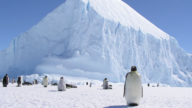 Emperor penguins on the ice with an iceberg in the background