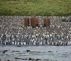 Rusty digester pressure cookers surrounded by a colony of penguins.