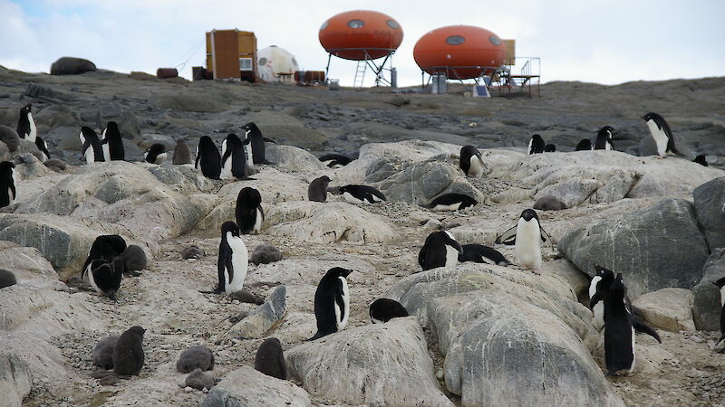 Adélie penguins on rock nests in foreground with two large orange pill-shaped huts at rear.