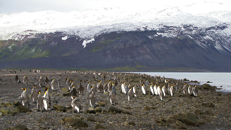 Penguins on Heard Island