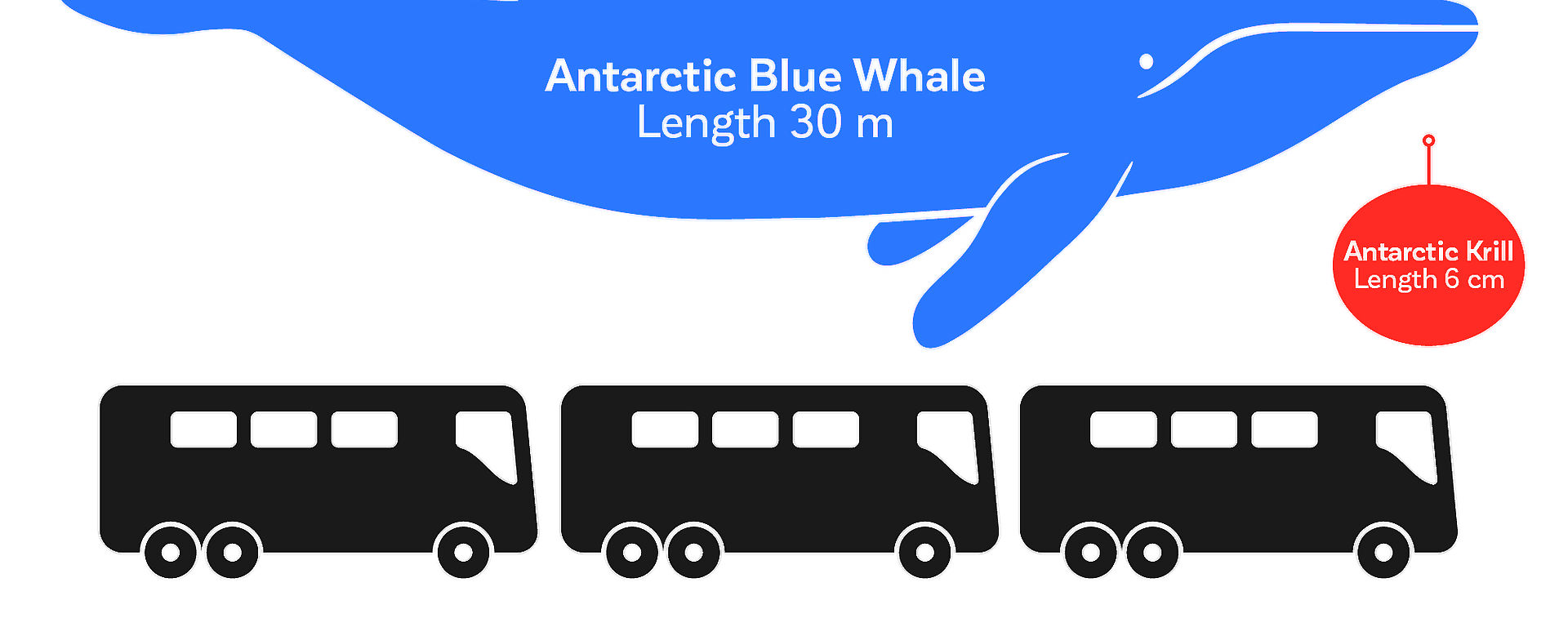 Graphic comparing adult blue whale with length of three standard buses