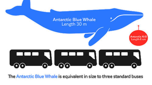 Graphic comparing adult blue whale with length of three standard buses