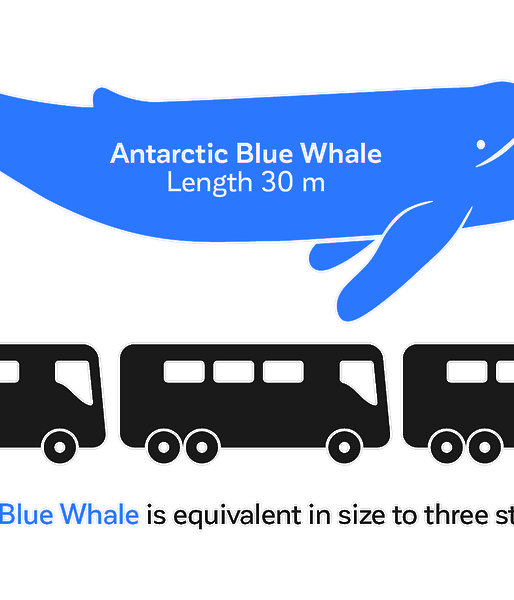 Graphic comparing adult blue whale with length of three standard buses