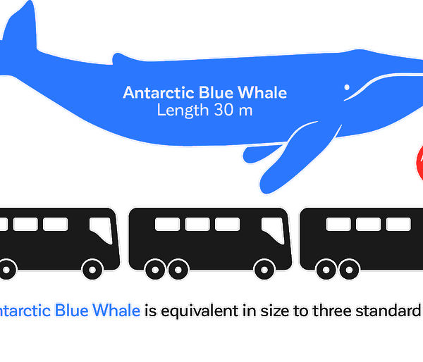 Graphic comparing adult blue whale with length of three standard buses