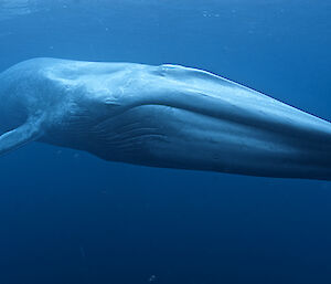 Antarctic blue whale underwater