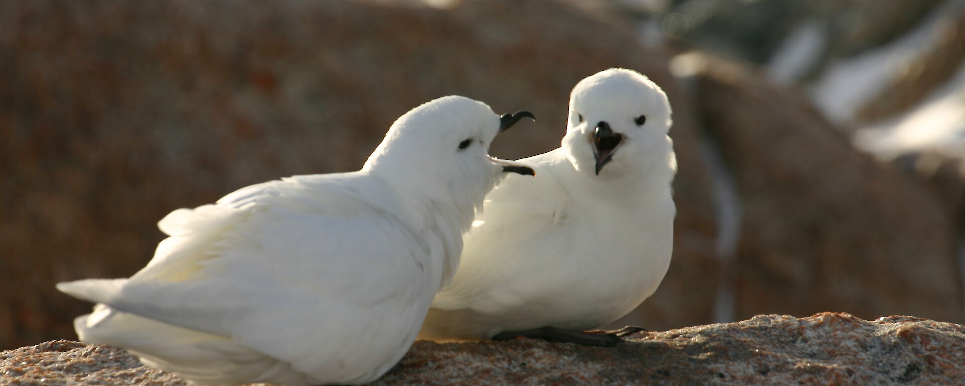 Two snow petrels sitting on a rock.