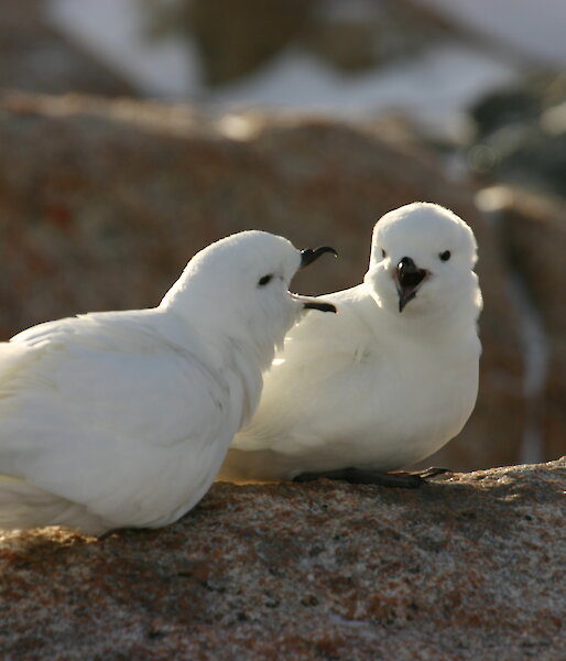 Two snow petrels sitting on a rock.