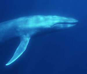 Antarctic blue whale