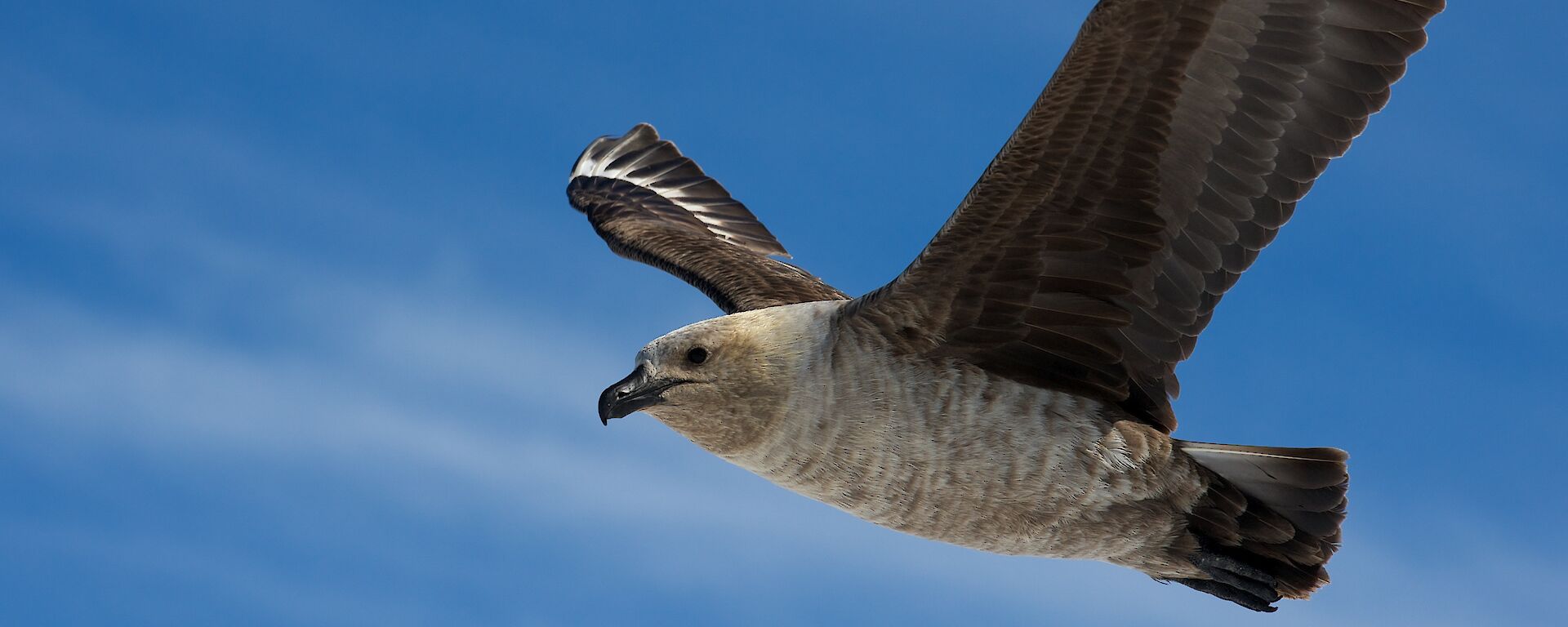 A south polar skua in flight.