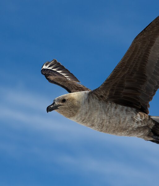 A south polar skua in flight.