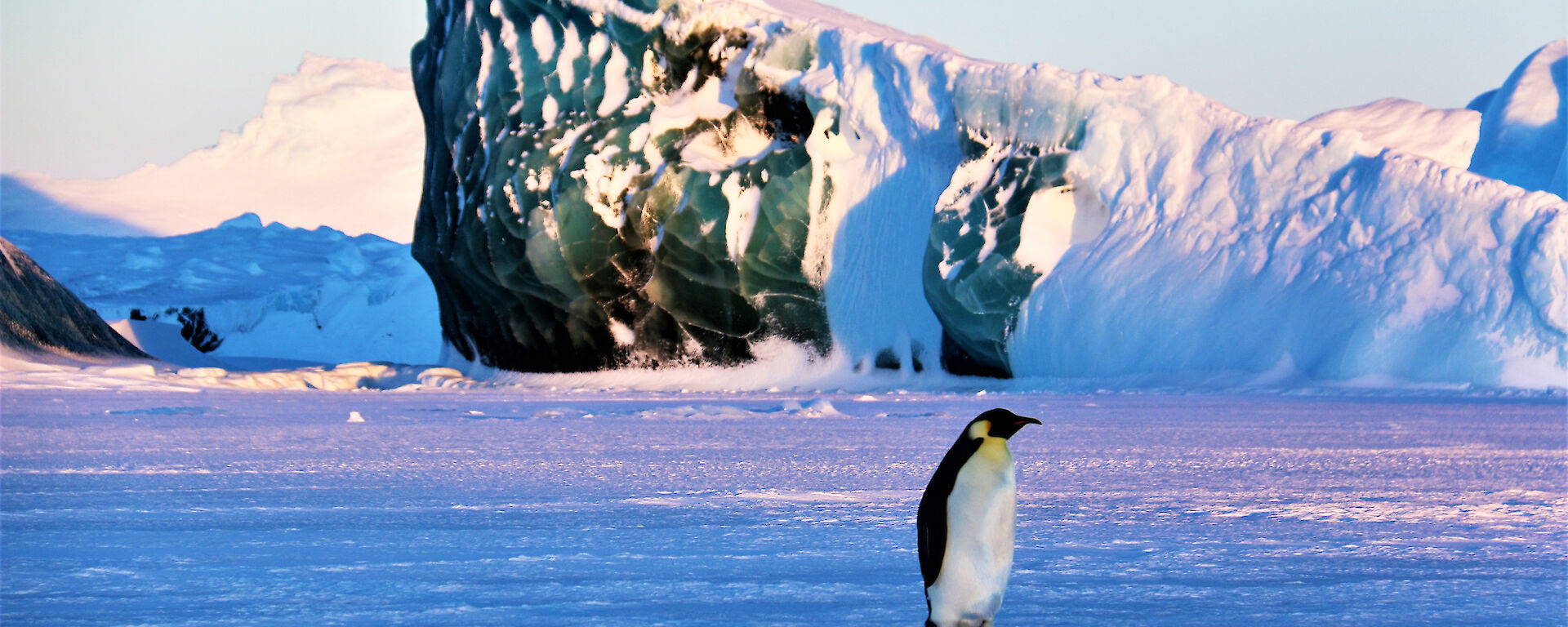 An emperor penguin in front of a grounded jade iceberg