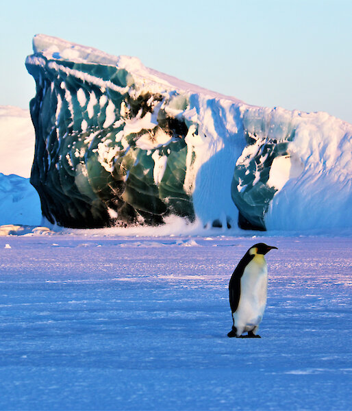 An emperor penguin in front of a grounded jade iceberg