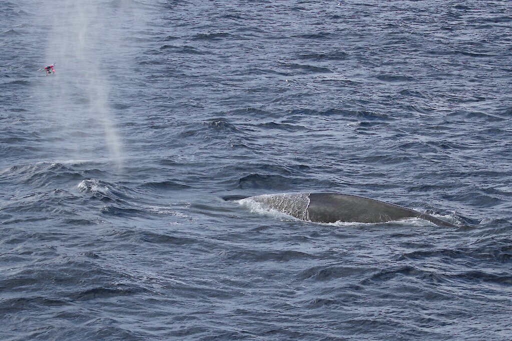 technology provides new insights to antarctic blue whales